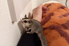 モモンガを飼い始めました！