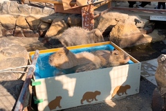 初詣と王子動物園