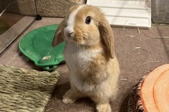 新しい家族の一員