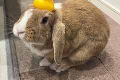 我が家のペット