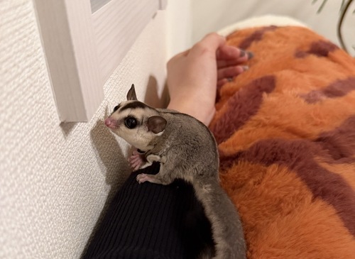 モモンガを飼い始めました！