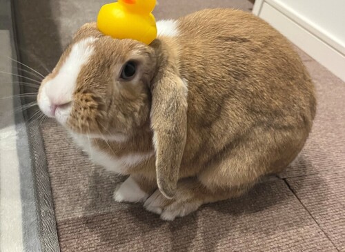 我が家のペット