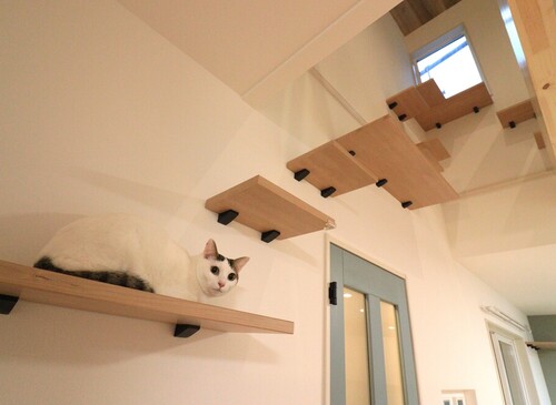 キャットウォーク
