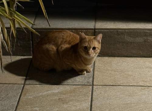 野良猫コレクション2026　S/S